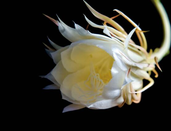 曇花怎么澆水，不同季節(jié)不同澆水量(見干見濕)