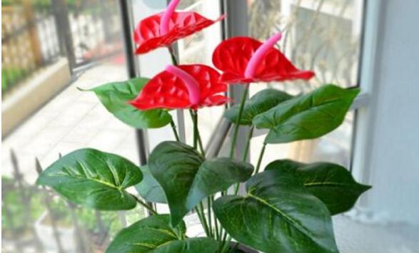 紅掌的催花方法，加強(qiáng)日常管理（溫度、光照、通風(fēng)、肥水）