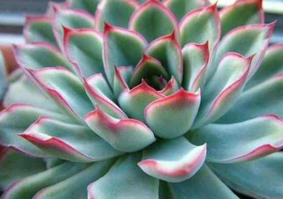 生石花長(zhǎng)高了怎么辦，老農(nóng)教你最直觀常見三種解決辦法