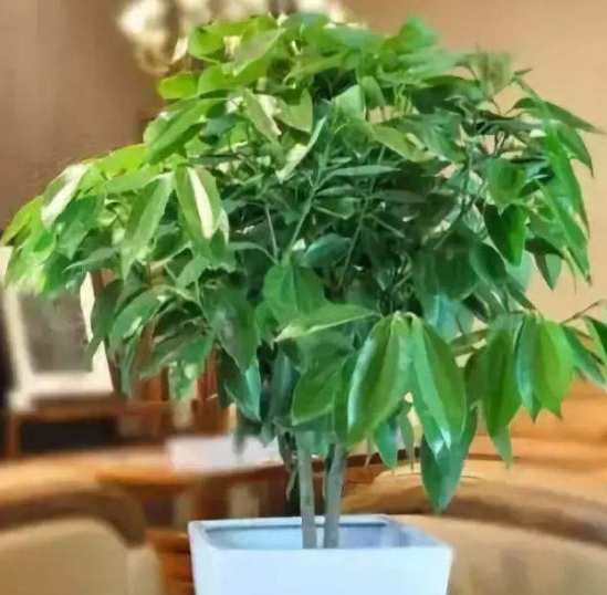 如何給平安樹松土，以樹干為中心、沿周圍輕鏟