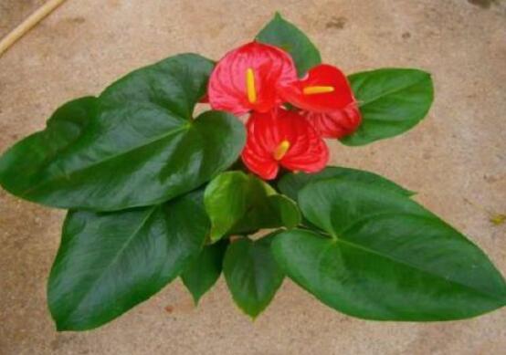 紅掌怎么養(yǎng)才能開花，只需要做好六點(diǎn)花開茂盛