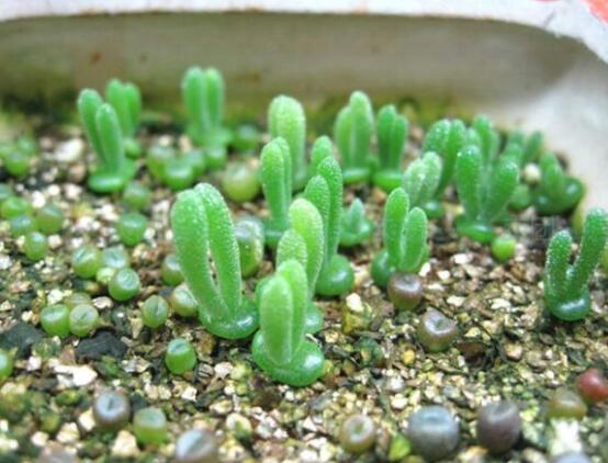 碧光環(huán)多肉怎么養(yǎng)，注意土壤透氣性、控水控溫度