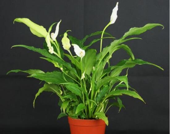 盆栽一帆風順怎么養(yǎng)，教你八個方法便可爆盆