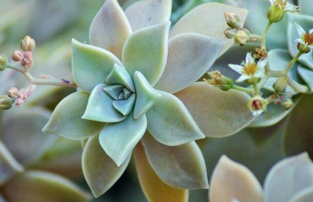 如何養(yǎng)寶石花，寶石花的四季養(yǎng)護(hù)方法介紹