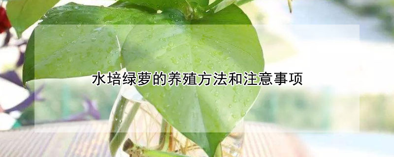 水培綠蘿的養(yǎng)殖方法和注意事項(xiàng)
