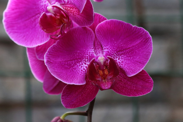 蝴蝶蘭發(fā)芽后怎么護理