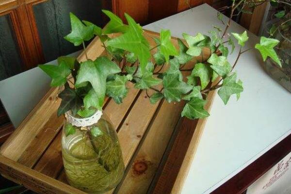 水培的常春藤怎么養(yǎng)生根快，常春藤水培生根秘訣