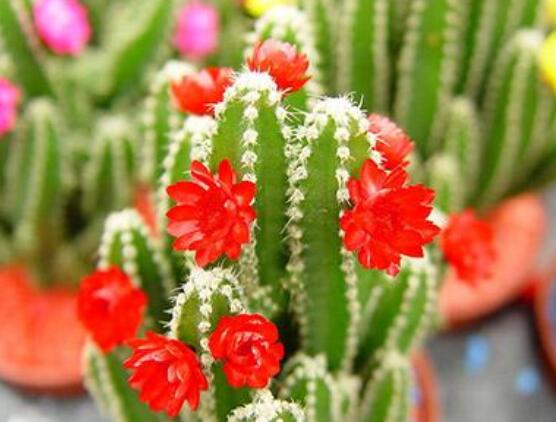 仙人掌幾年開花一次，短則3-5年開花/長則十幾年