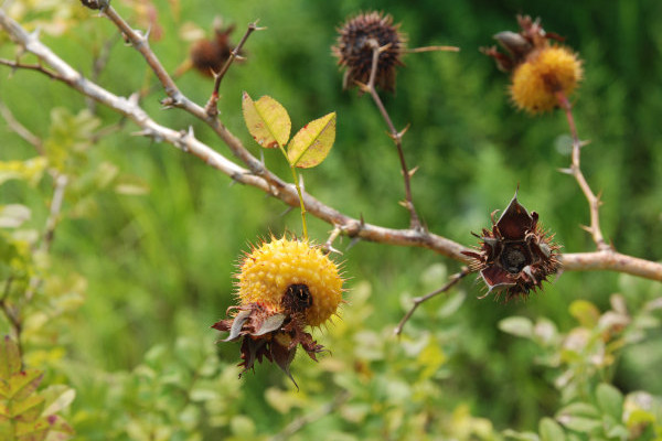 金櫻子的生長(zhǎng)周期