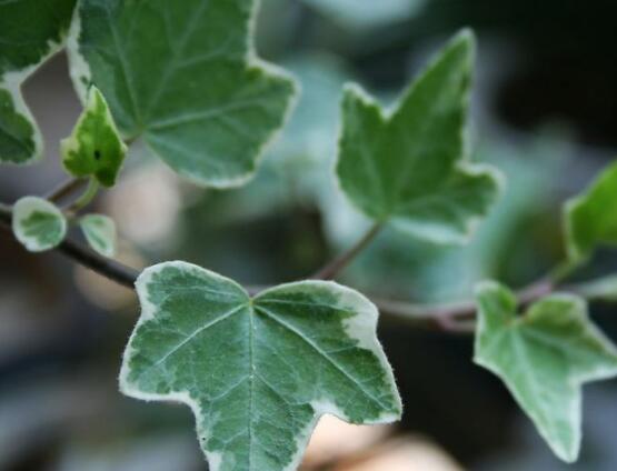 爬山虎和常春藤怎么區(qū)分，盤點(diǎn)三種區(qū)別方法(屬性/株型/生長(zhǎng)習(xí)性)