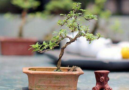 六月雪造型方法，蓄木截干法/剪扎結(jié)合法(美觀)