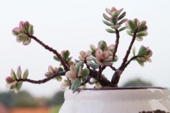 雅樂之舞葉子怎么變紅，5大要點是它葉子變紅的關(guān)鍵