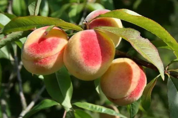 桃花樹能結(jié)桃子嗎