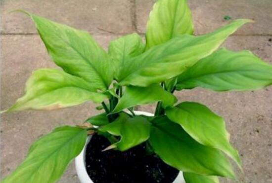 大葉萬年青有毒嗎，誤食會(huì)導(dǎo)致聲帶嘶啞、失明