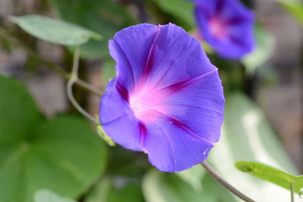 牽?；ㄇ锛灸懿荒芮げ寤? src="/nongye/d/file/20201223/2ehbacdvk4n.jpg" / data-1oYu="eMCbTi"></p>
<p data-kGtC="vY8ZxW">
	牽?；ㄔ谇锛究梢圆寤睿?yàn)闋颗；ㄔ谇锛旧L(zhǎng)速度較快，扦插后植株會(huì)盡快的恢復(fù)生長(zhǎng)，所以秋季扦插牽牛花時(shí)會(huì)插活。同時(shí)在扦插牽?；〞r(shí)需要選擇合適的植株，一般選擇生長(zhǎng)健康、未遭受病蟲害的健康植株進(jìn)行扦插。</p>
<p data-f8FN="SOXBzG">
	<strong data-0WS0="2DKe6M">2、適宜土壤</strong></p>
<p data-5N1U="0roNIg">
	<img alt=