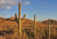 仙人掌為什么會(huì)長(zhǎng)刺，為了減少蒸騰作用保持自身水分