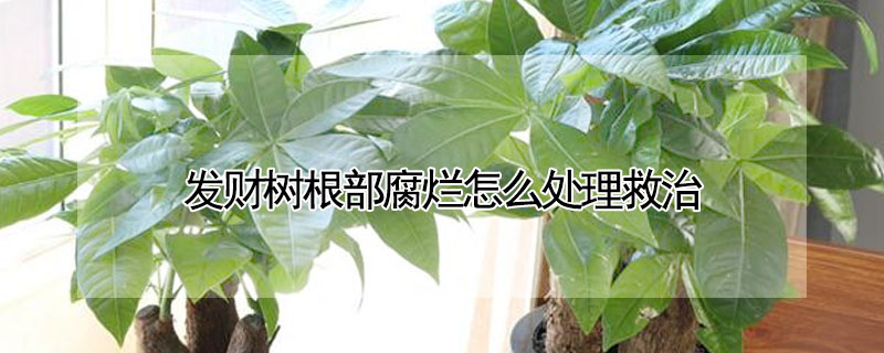 發(fā)財(cái)樹根部腐爛怎么處理救治