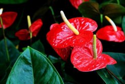 紅掌的寓意是什么，大展宏圖、火熱與希望