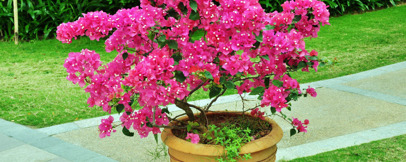 盆栽三角梅的養(yǎng)殖方法和注意事項