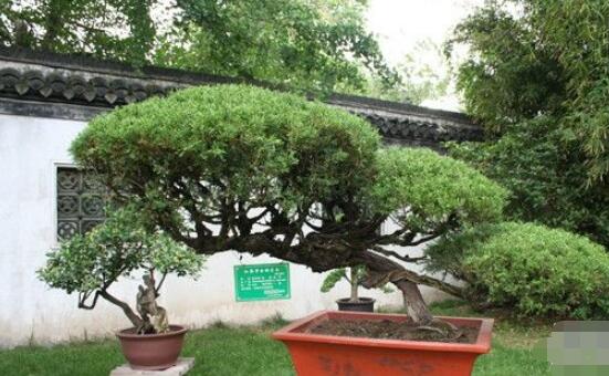 羅漢松造型最佳時間，每年7-8月份最好(生長旺盛期)