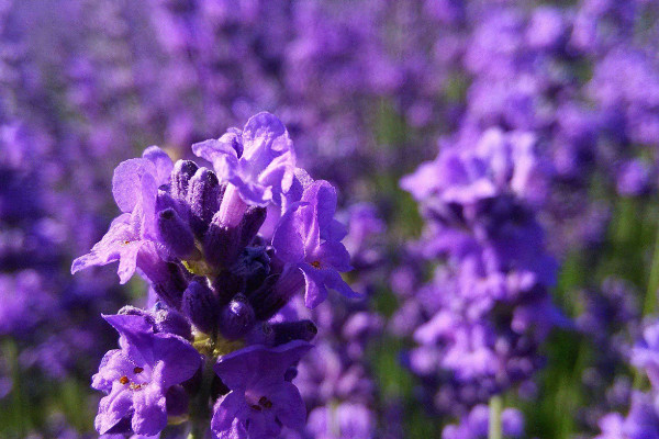 藍(lán)花鼠尾草與薰衣草的區(qū)別，薰衣草花香沁人心脾