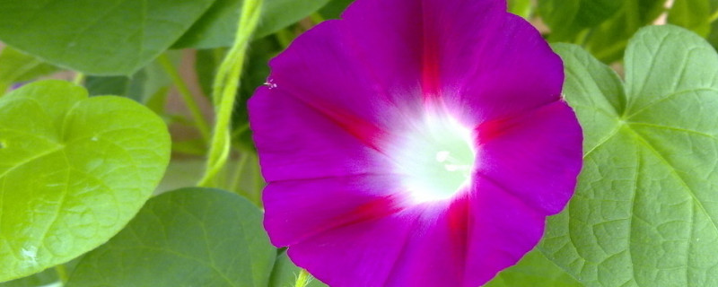 牽?；ㄩL得高是因為什么