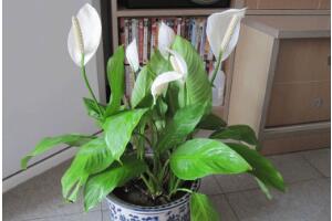 一帆風(fēng)順怎么澆水，一帆風(fēng)順可以澆啤酒嗎