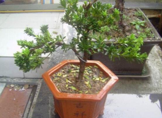 羅漢松盆景怎么養(yǎng)，老農(nóng)總結(jié)八大養(yǎng)殖方法