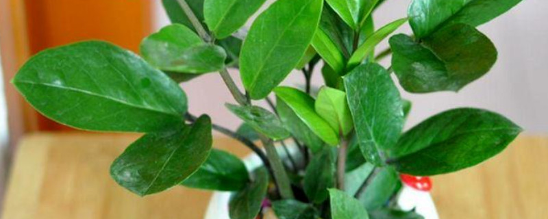 金錢(qián)樹(shù)能用樹(shù)葉培植嗎