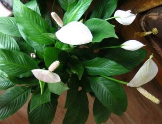 一帆風順花蔫了怎么辦，教你四種解決辦法(花大色艷)