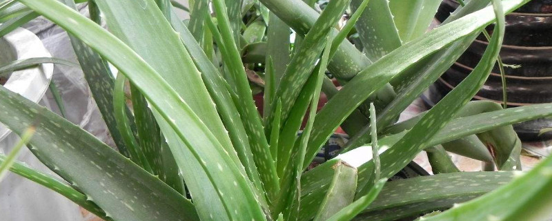 蘆薈可以放在臥室養(yǎng)嗎