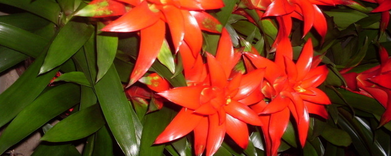 鴻運當(dāng)頭葉子發(fā)紅什么原因