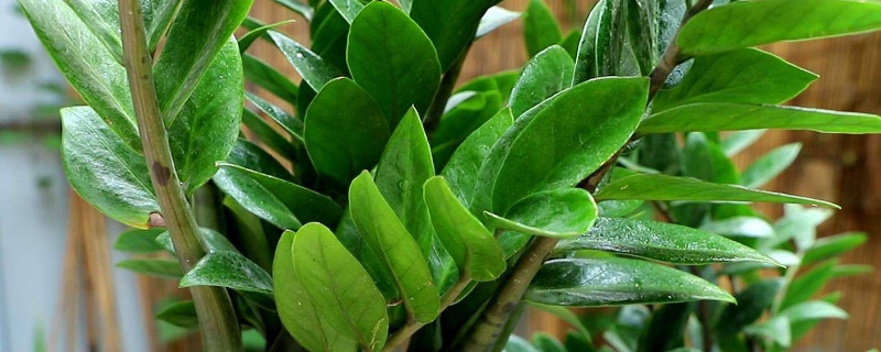 金錢樹冬天怎么養(yǎng)護澆水