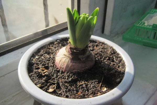 風(fēng)信子開(kāi)花后怎么處理