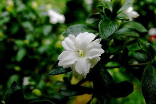 六月雪葉子干枯掉落，五種原因以及解決方法