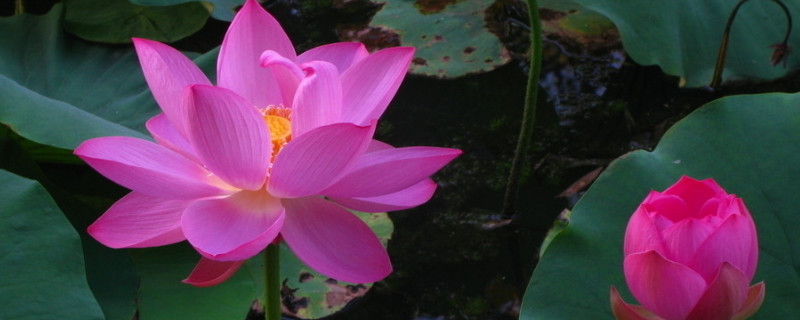 荷花的養(yǎng)殖方法和注意事項