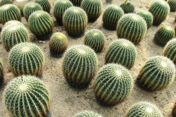 仙人球小苗的養(yǎng)護(hù)