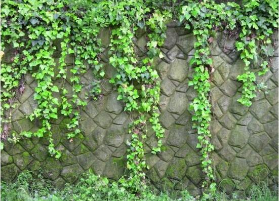 常春藤干枯了還會(huì)活嗎，干枯后存活四種解決辦法