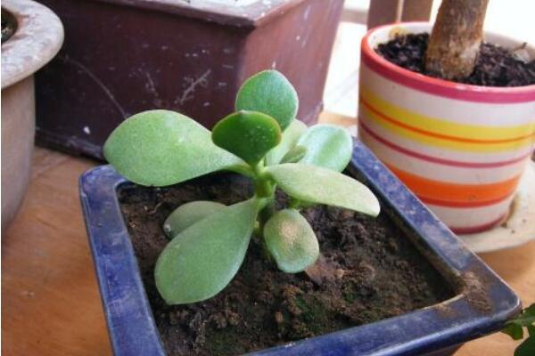 玉樹扦插生根最快方法(枝條扦插：生根快、成活率高)