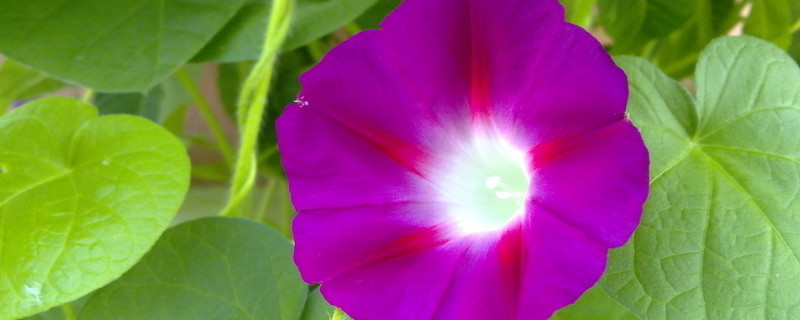 牽牛花長(zhǎng)太高怎么辦