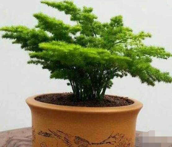 文竹肥料有哪些，餅肥、無(wú)機(jī)復(fù)合肥、液肥為主(枝繁葉茂)