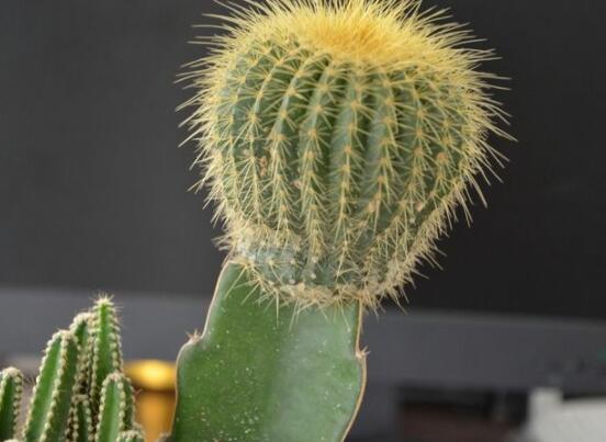 仙人球怎么施肥才正確，老農(nóng)總結(jié)一年四季施肥方法