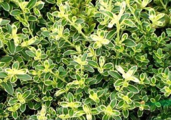 六月雪哪個品種最貴，屬金邊六月雪當(dāng)之無愧