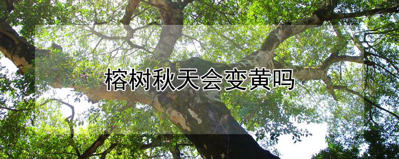 榕樹秋天會(huì)變黃嗎