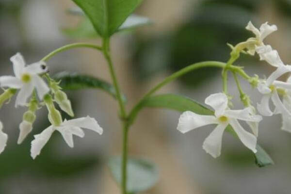 風(fēng)車茉莉的越冬方法