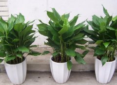 萬年青能吃嗎，萬年青怎么做好吃/涼拌最好吃