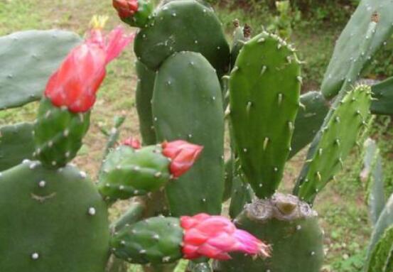 仙人掌怎么澆水和施肥，教你三個步驟便可生長枝葉翠綠