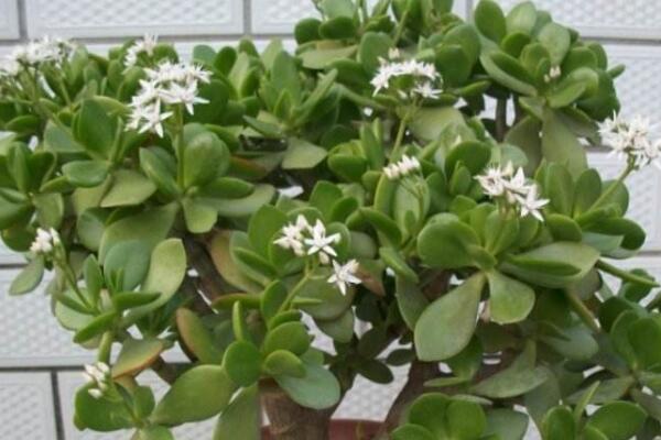 燕子掌的花有毒么，汁液帶有一定的毒性