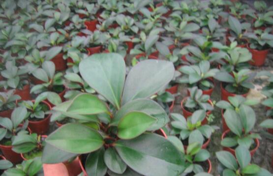 紫邊碧玉怎么養(yǎng)，七個基本方法教你養(yǎng)殖好