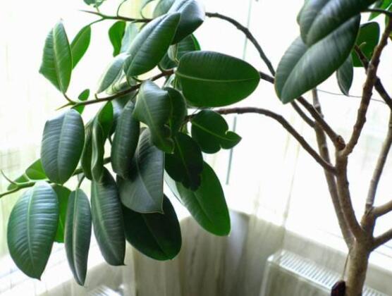 橡皮樹多高怎么去頭，擇理想的高度（生長出芽點）